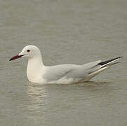 Slender-billed Gull