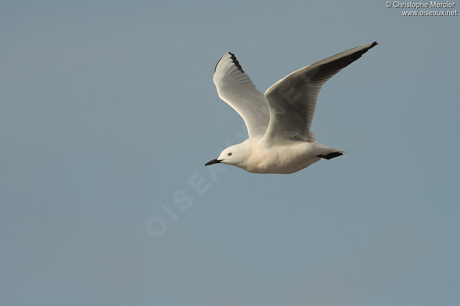 Slender-billed Gull