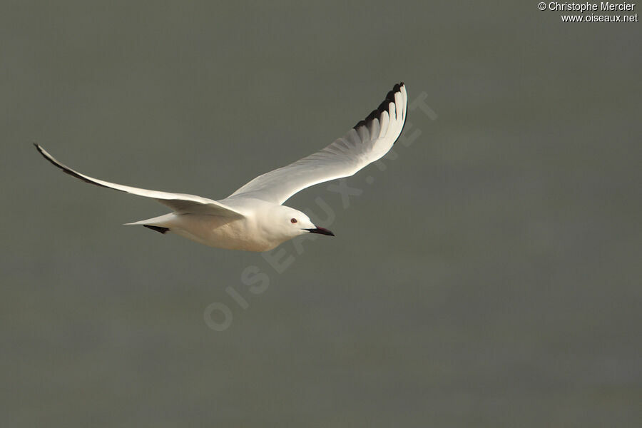 Slender-billed Gull