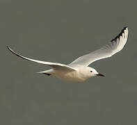 Slender-billed Gull