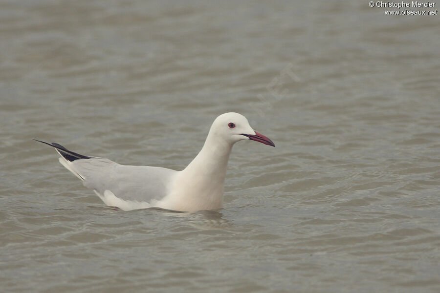 Slender-billed Gull