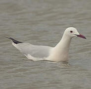 Slender-billed Gull