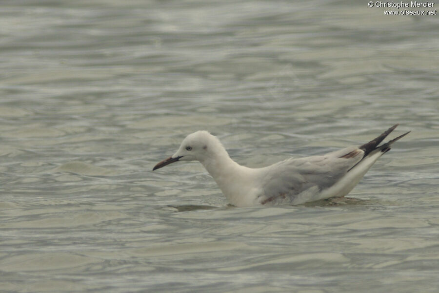 Slender-billed Gullimmature