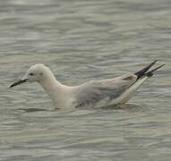 Slender-billed Gull