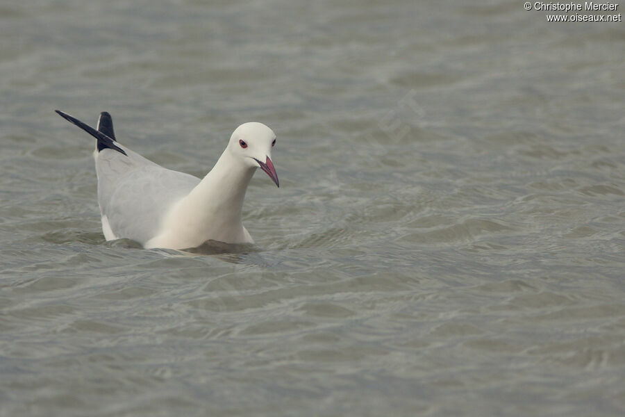 Slender-billed Gull