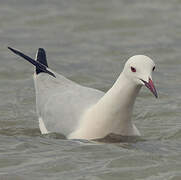 Slender-billed Gull