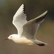 Slender-billed Gull