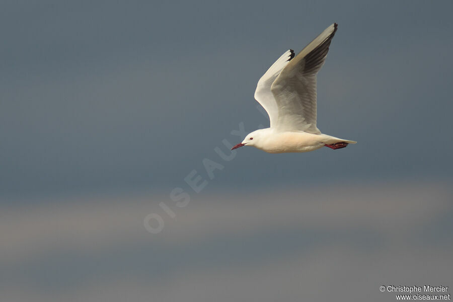 Slender-billed Gull