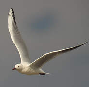 Slender-billed Gull