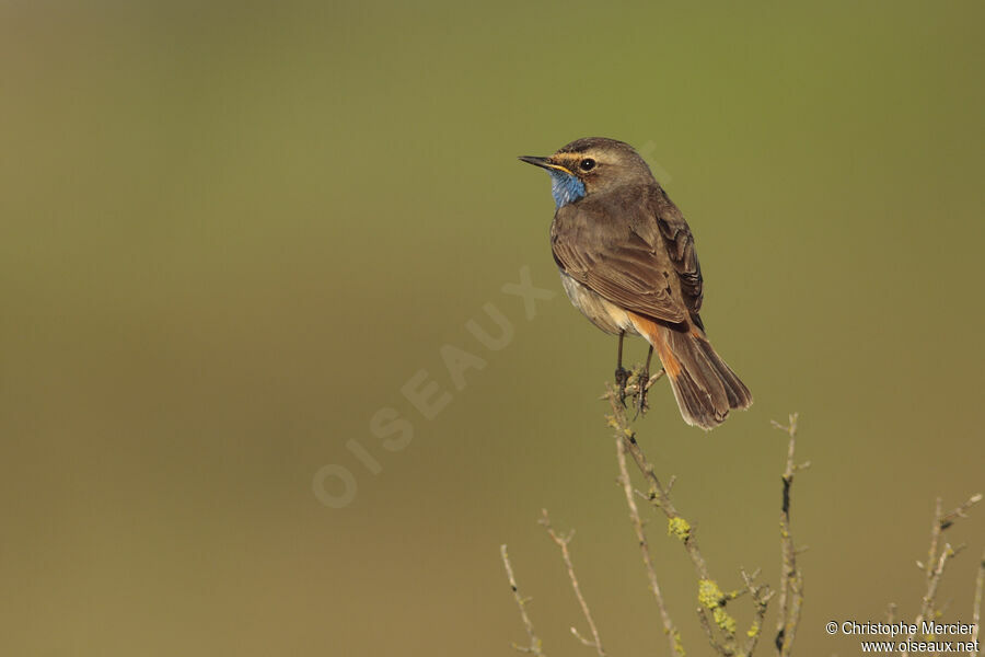 Bluethroat