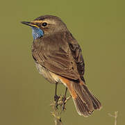 Bluethroat