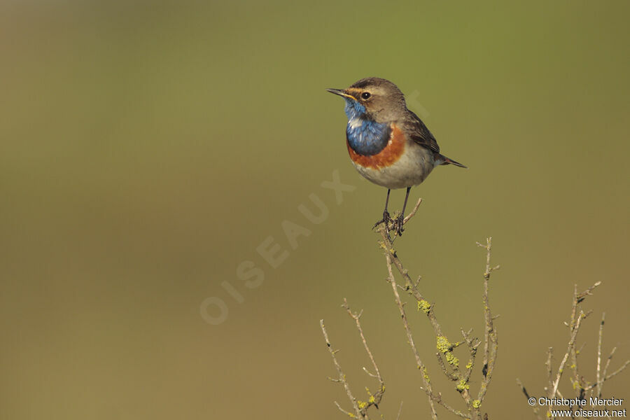 Bluethroat