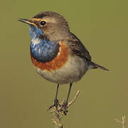 Bluethroat