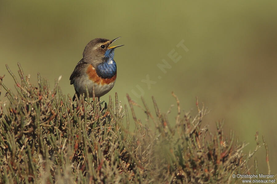 Bluethroat