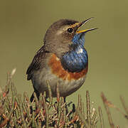 Bluethroat