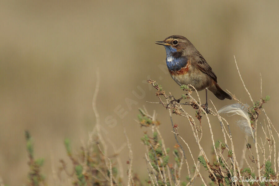 Bluethroat