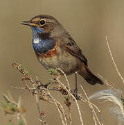 Bluethroat