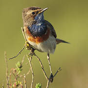 Bluethroat