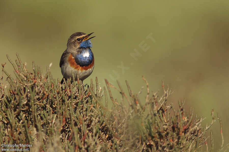 Bluethroat male adult, song