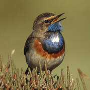 Bluethroat