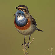 Bluethroat