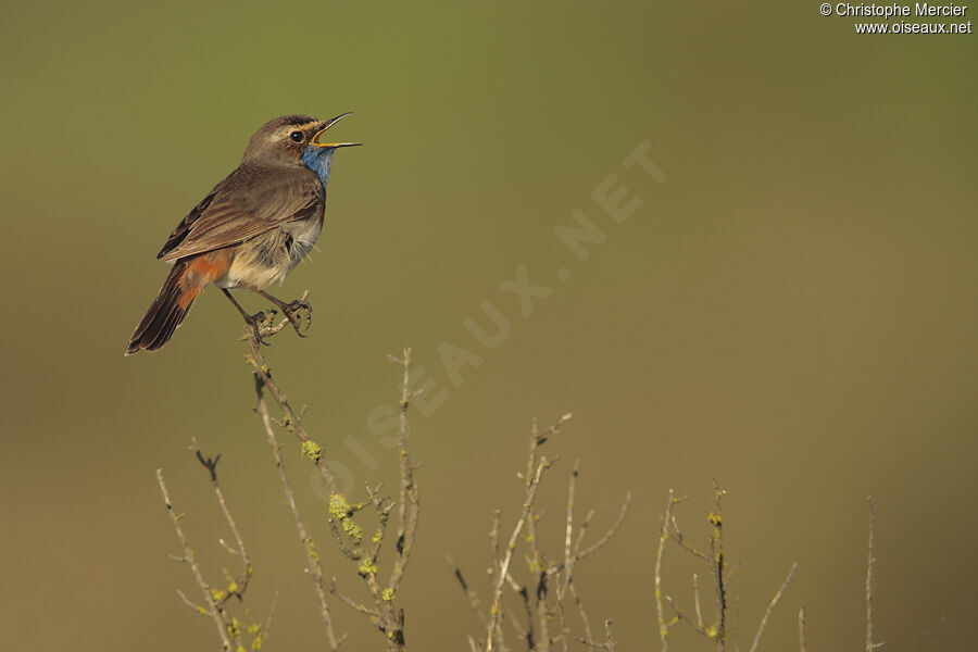 Bluethroat