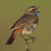 Bluethroat