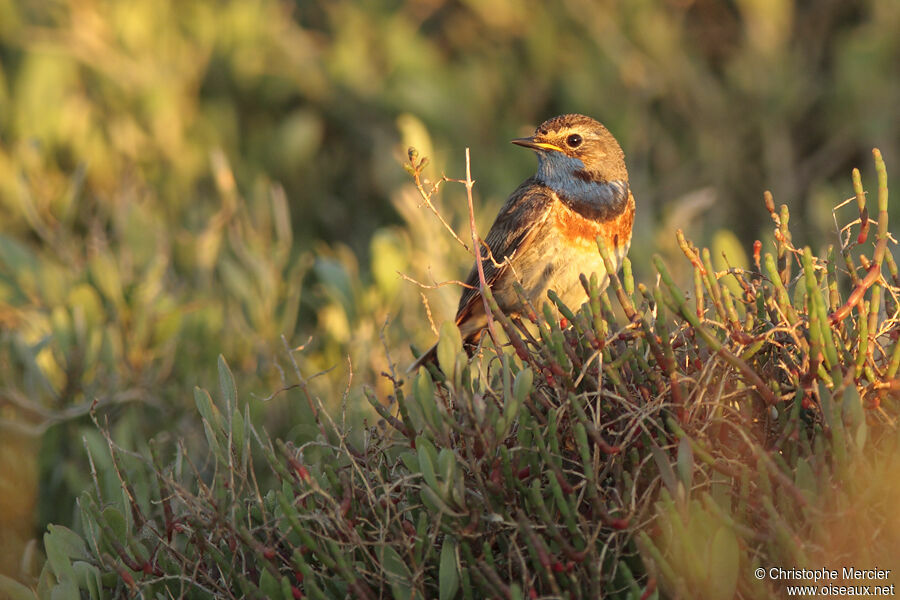 Bluethroat