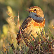 Bluethroat