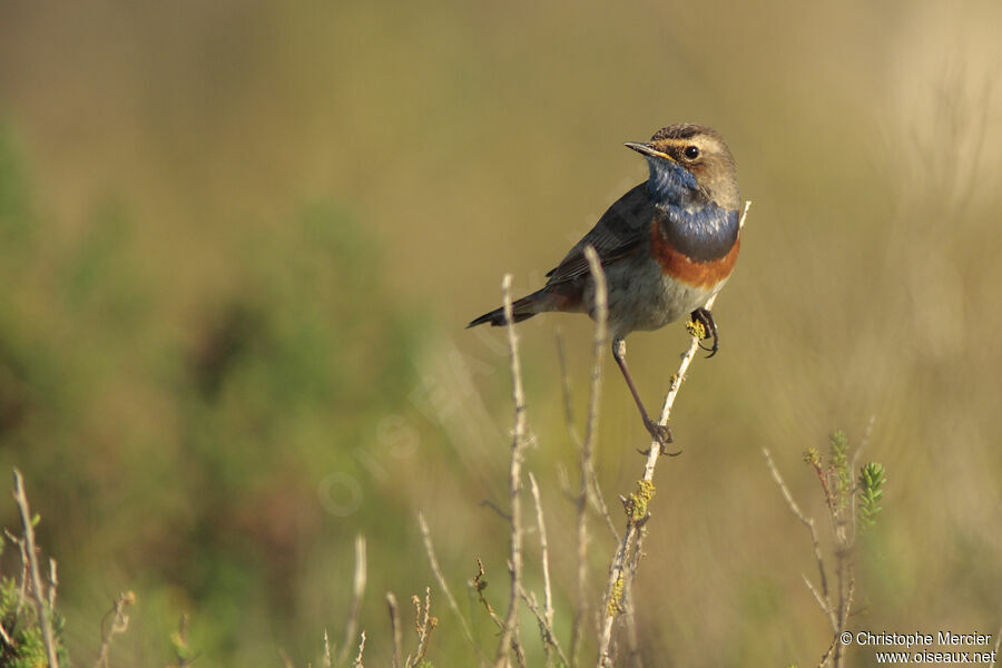 Bluethroat