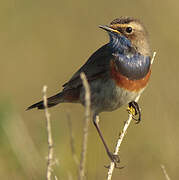 Bluethroat