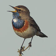 Bluethroat