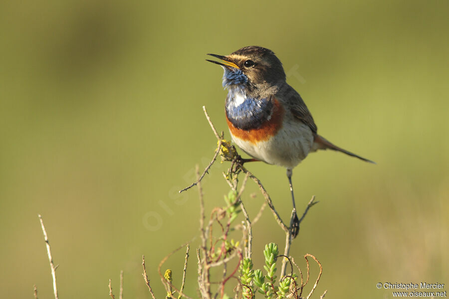 Bluethroat