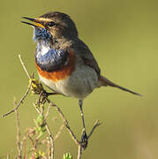 Bluethroat