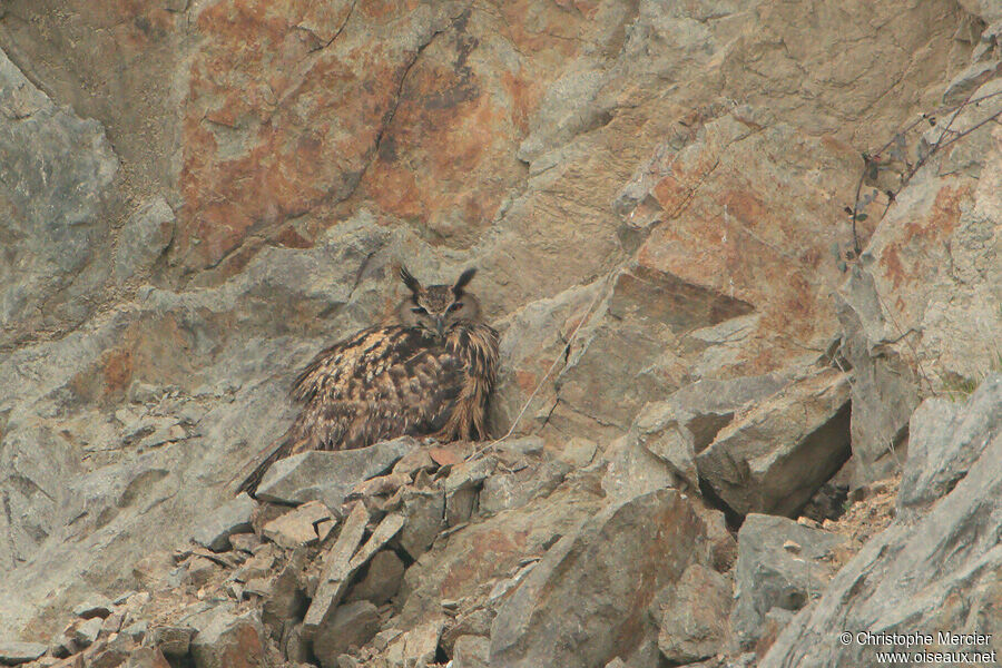 Eurasian Eagle-Owl