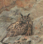 Eurasian Eagle-Owl