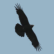 Northern Raven