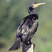 Great Cormorant