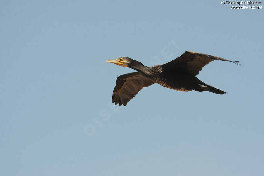 Great Cormorant