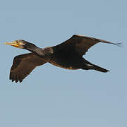 Great Cormorant