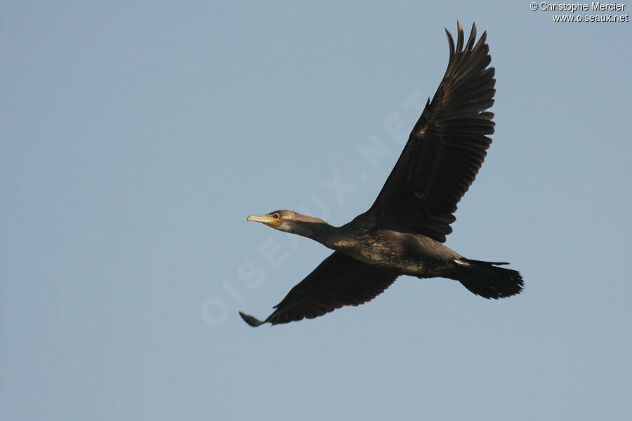 Great Cormorant