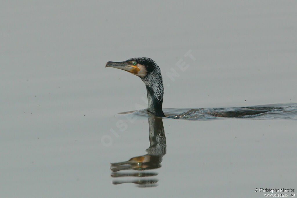 Great Cormorant