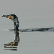 Great Cormorant