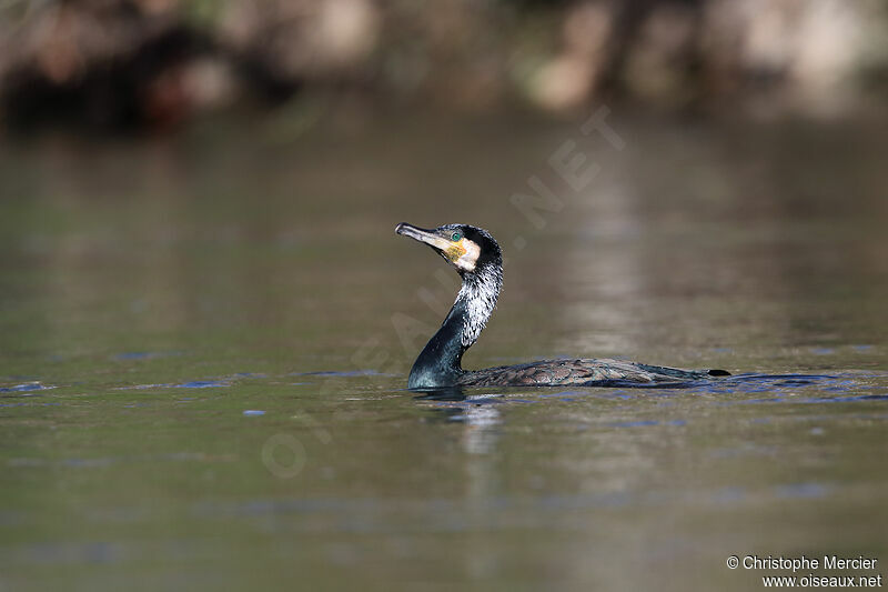 Great Cormorant