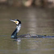 Great Cormorant