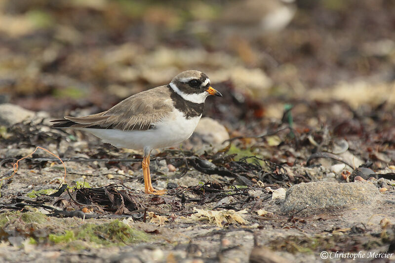 Common Ringed Plover