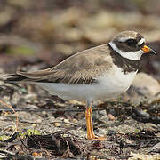 Common Ringed Plover