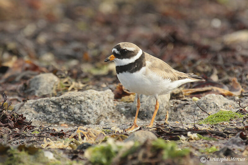 Common Ringed Plover