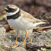 Common Ringed Plover