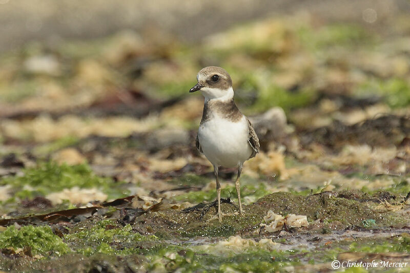 Common Ringed Plover